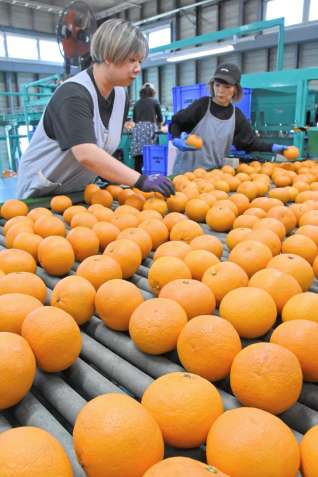 〈別カット〉出荷を前に選別される紅甘夏＝２日、出水市高尾野町下水流