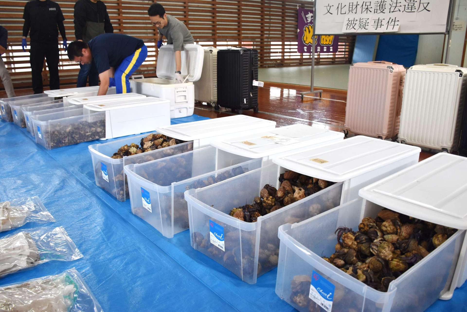 奄美署が押収したオカヤドカリ。奥のスーツケースに入れられていた＝７日、奄美市の同署