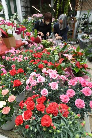 母の日に向け店頭を彩るカーネーションの鉢植え＝７日、鹿児島市南栄１丁目の「シャン・ド・フルール」
