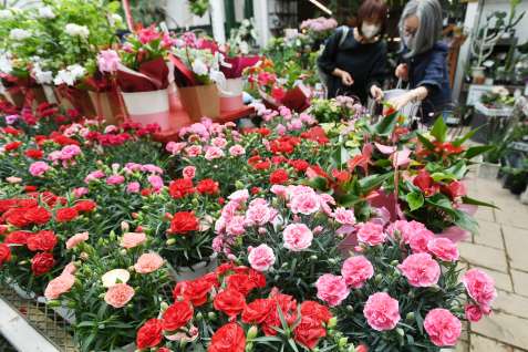 母の日に向け店頭を彩るカーネーションの鉢植え＝７日、鹿児島市南栄１丁目の「シャン・ド・フルール」