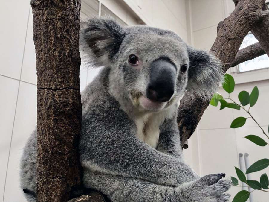 埼玉県こども動物自然公園へ移動するコアラの雄アサヒ（平川動物公園提供）