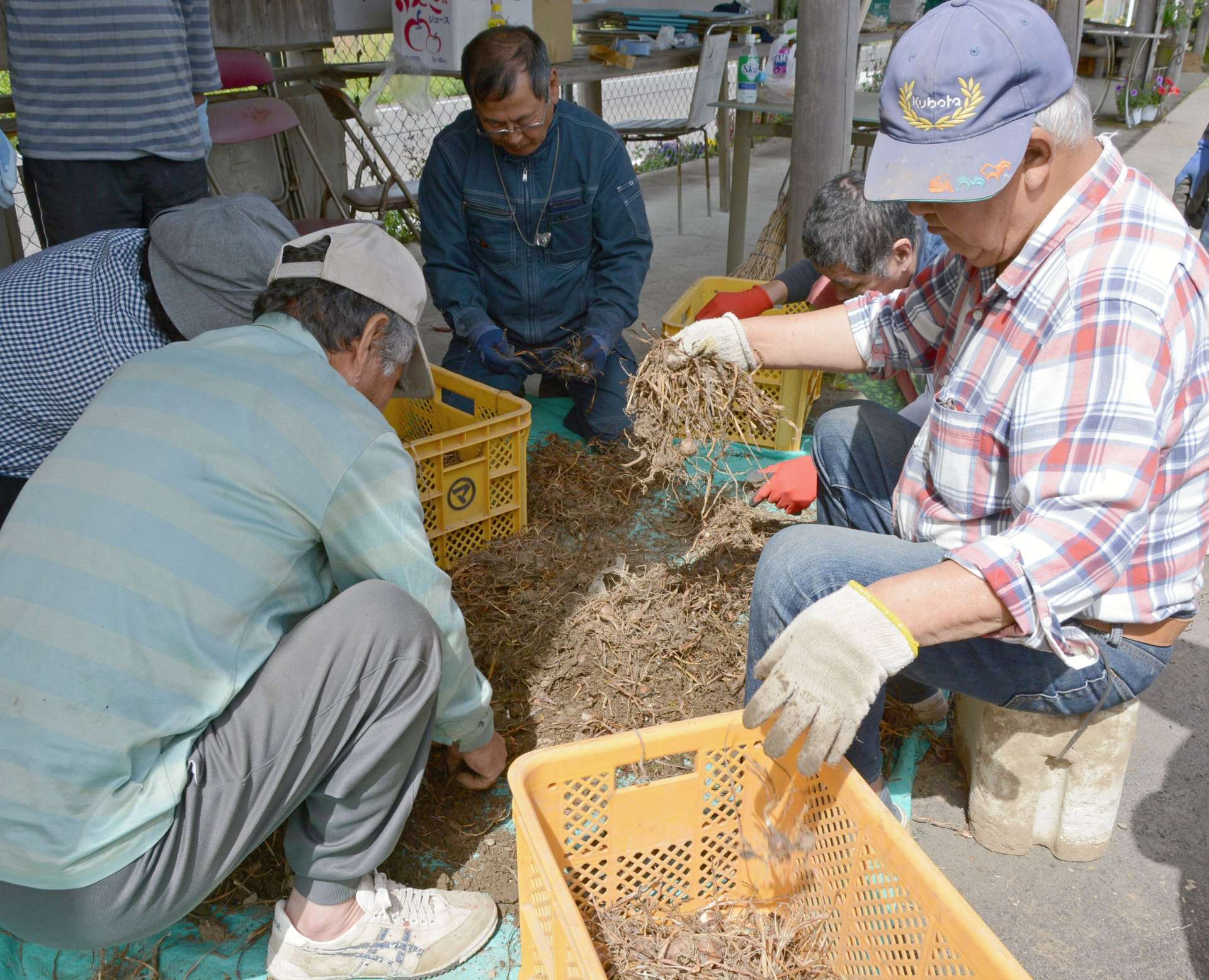ヒガンバナの球根の土を落とす「むつみ会」メンバー＝さつま町中津川