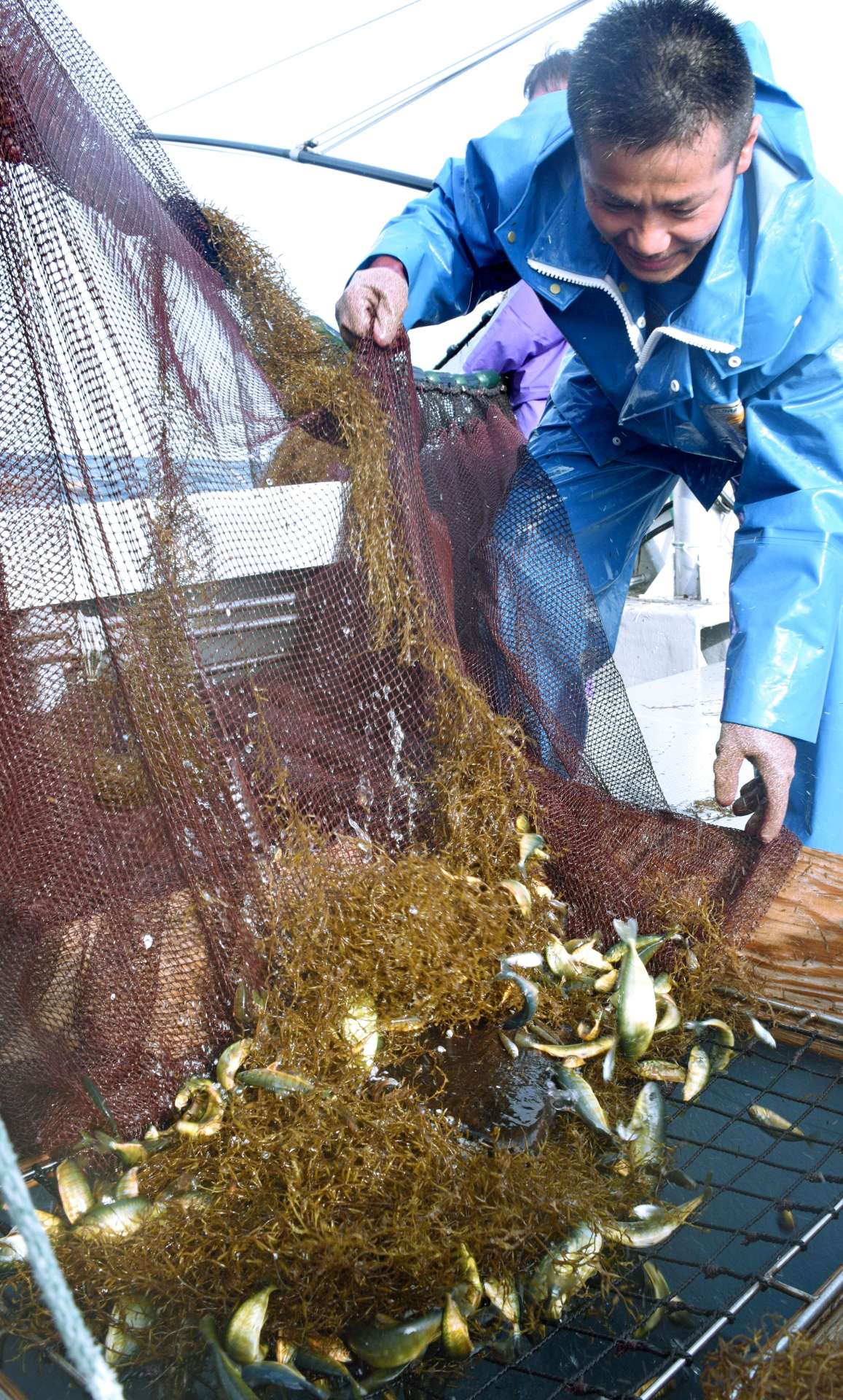 引き揚げられた藻に付く黄金色のモジャコ＝３月下旬、種子島沖