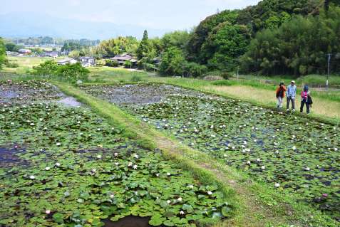 棚田に広がるスイレン＝１４日、さつま町田原