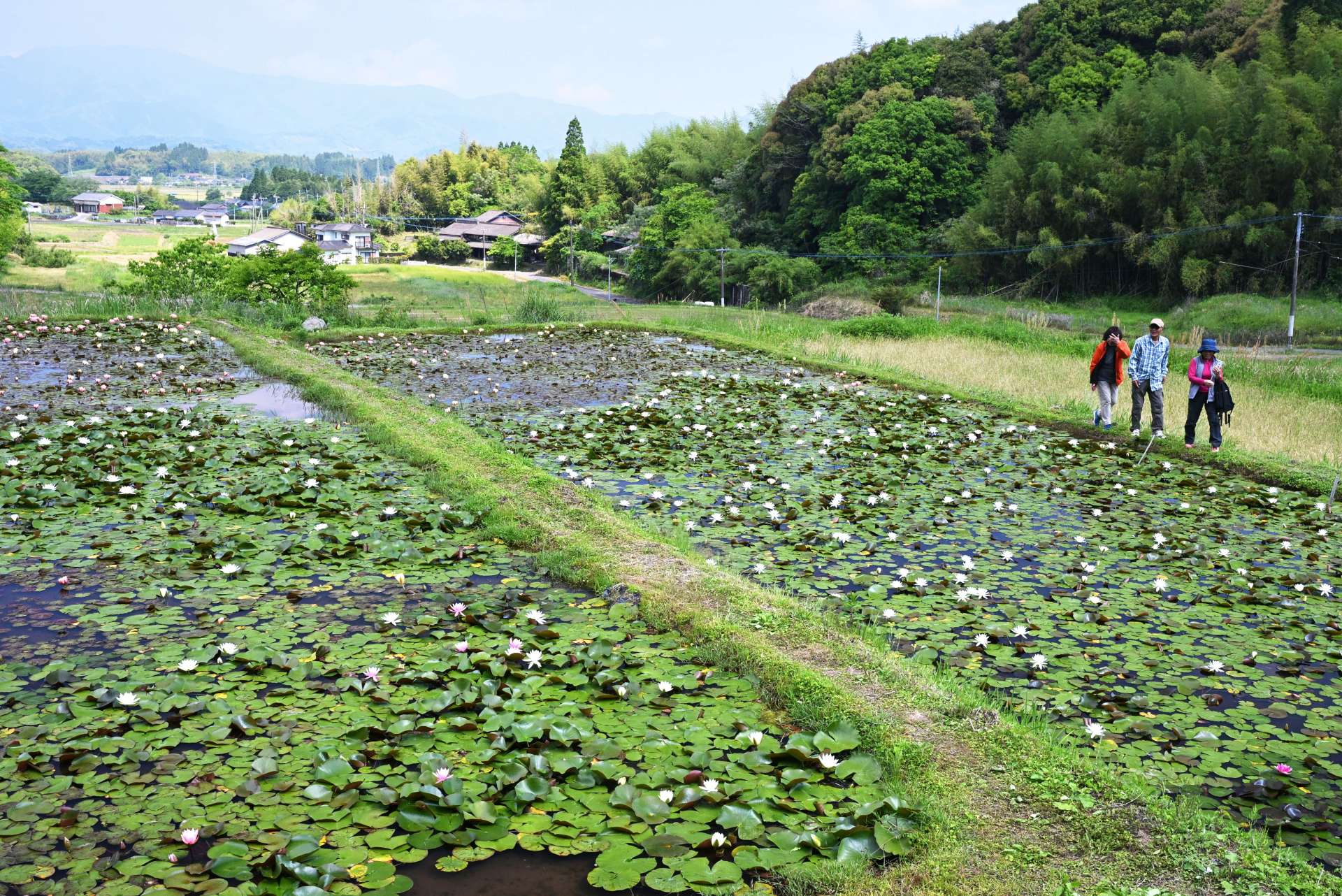 棚田に広がるスイレン＝１４日、さつま町田原