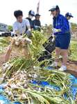 ニンニクの収穫に励む生冠中学校の生徒＝いちき串木野市生福
