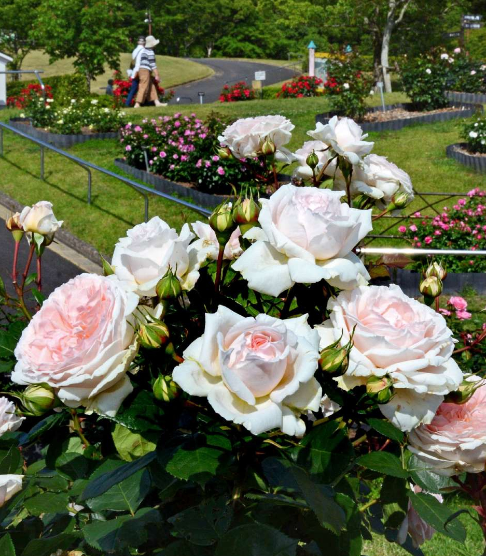 見頃を迎えているバラの花＝１４日、鹿児島市平川町の錦江湾公園