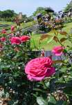 見頃を迎えているバラの花＝１４日、鹿児島市平川町の錦江湾公園