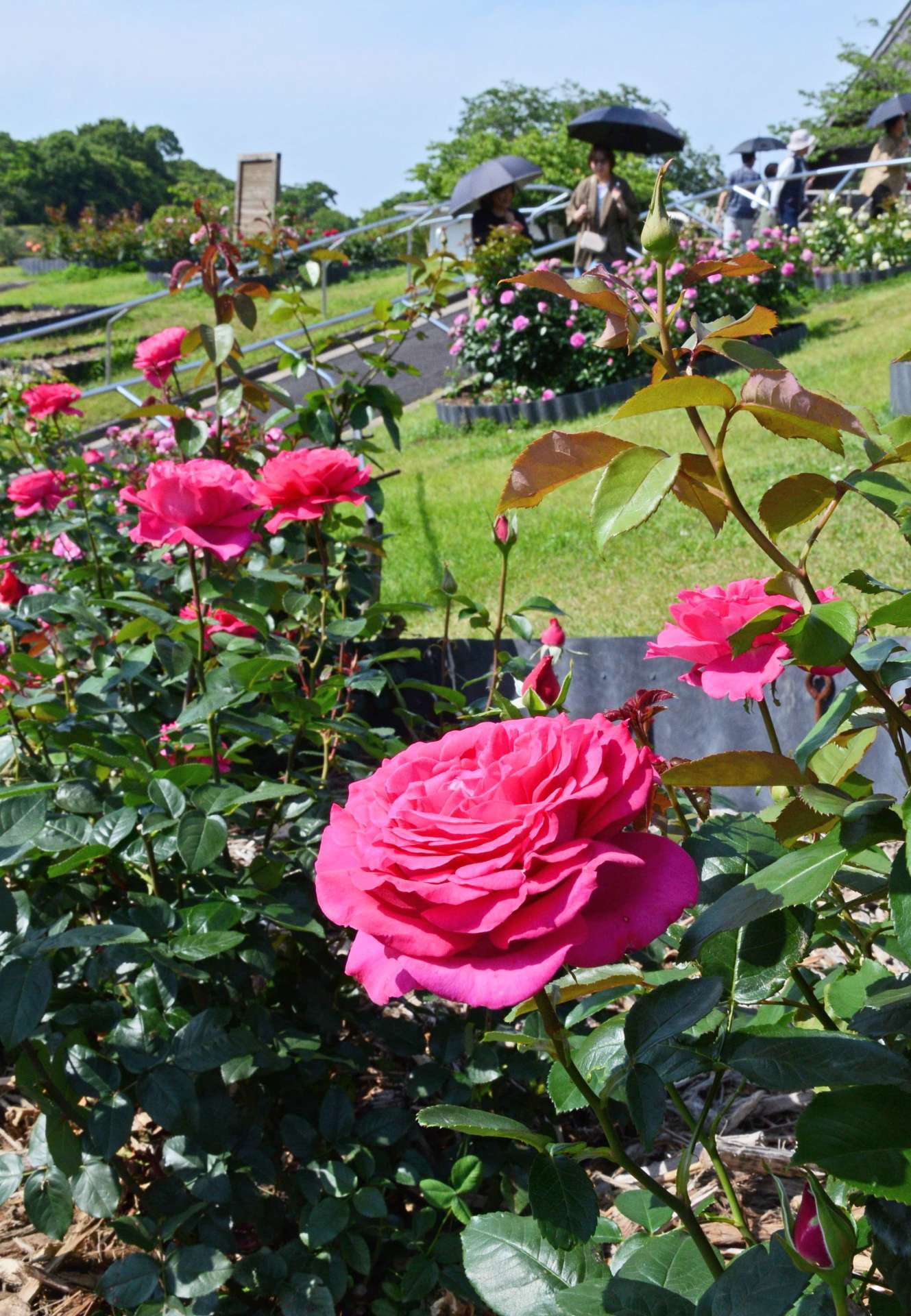 見頃を迎えているバラの花＝１４日、鹿児島市平川町の錦江湾公園