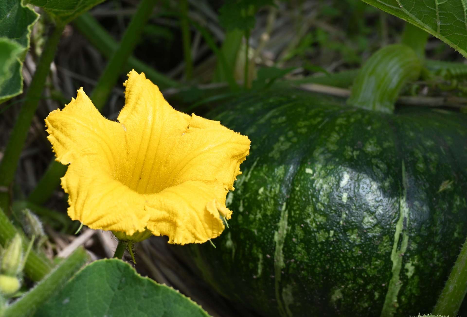 「加世田のかぼちゃ」の花と実＝１４日、南さつま市加世田川畑