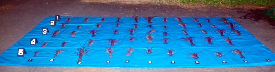 容疑者が採捕した大量のイセエビ（鹿児島海上保安部提供）
