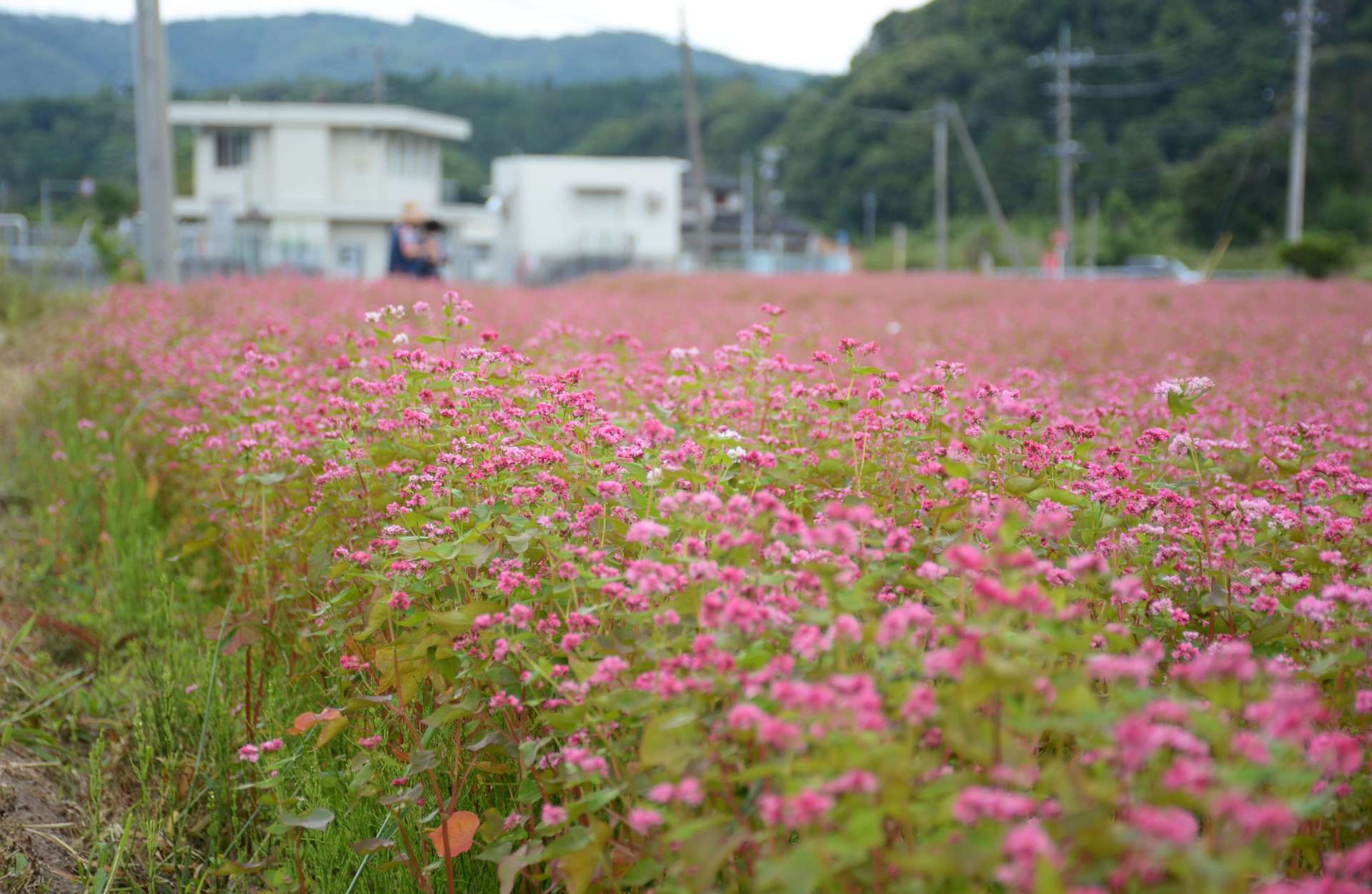 見頃を迎えた赤ソバの花＝１６日、枕崎市田布川町