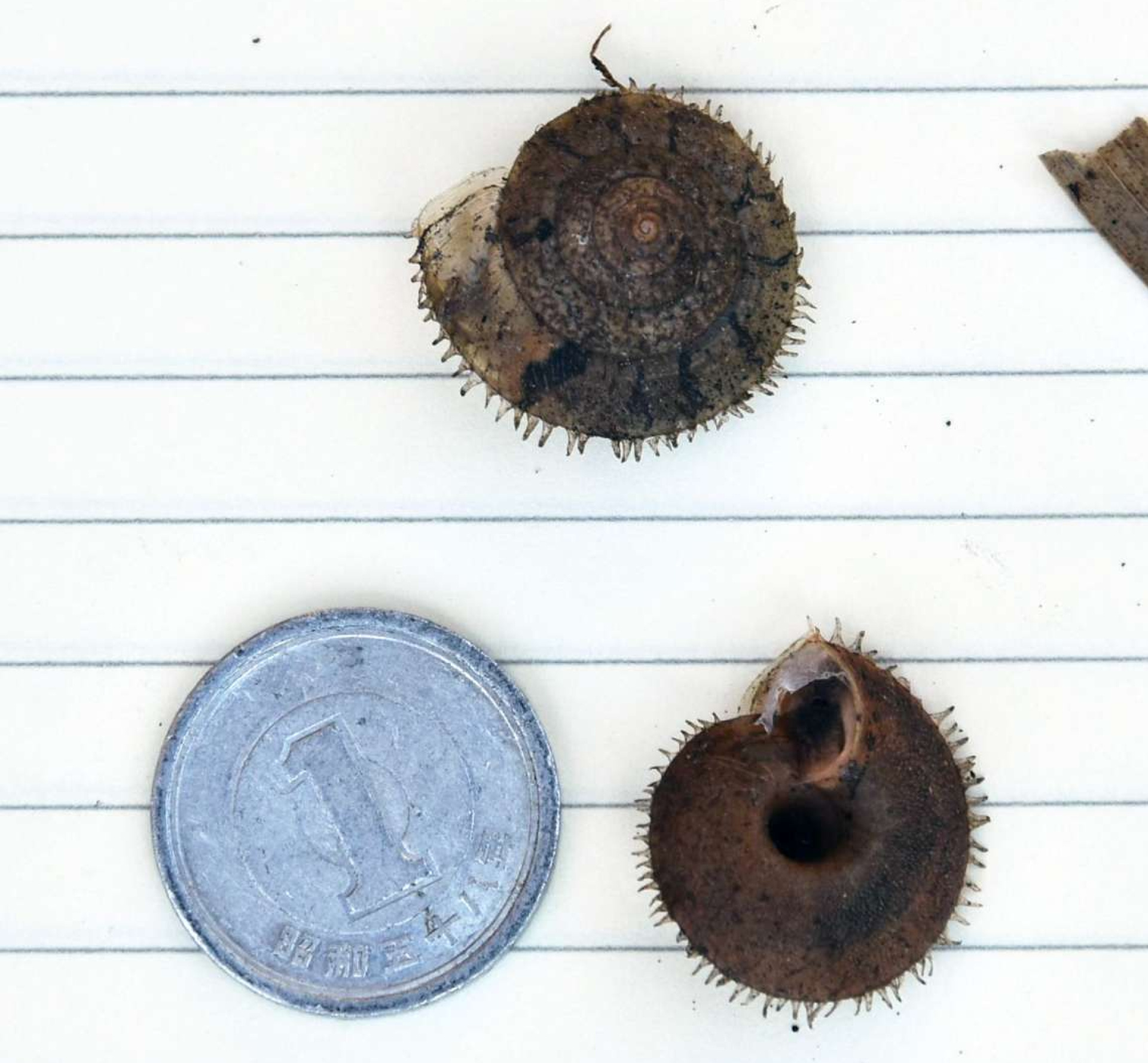 １円玉ほどの大きさのヘソカドケマイマイ＝南大隅町根占