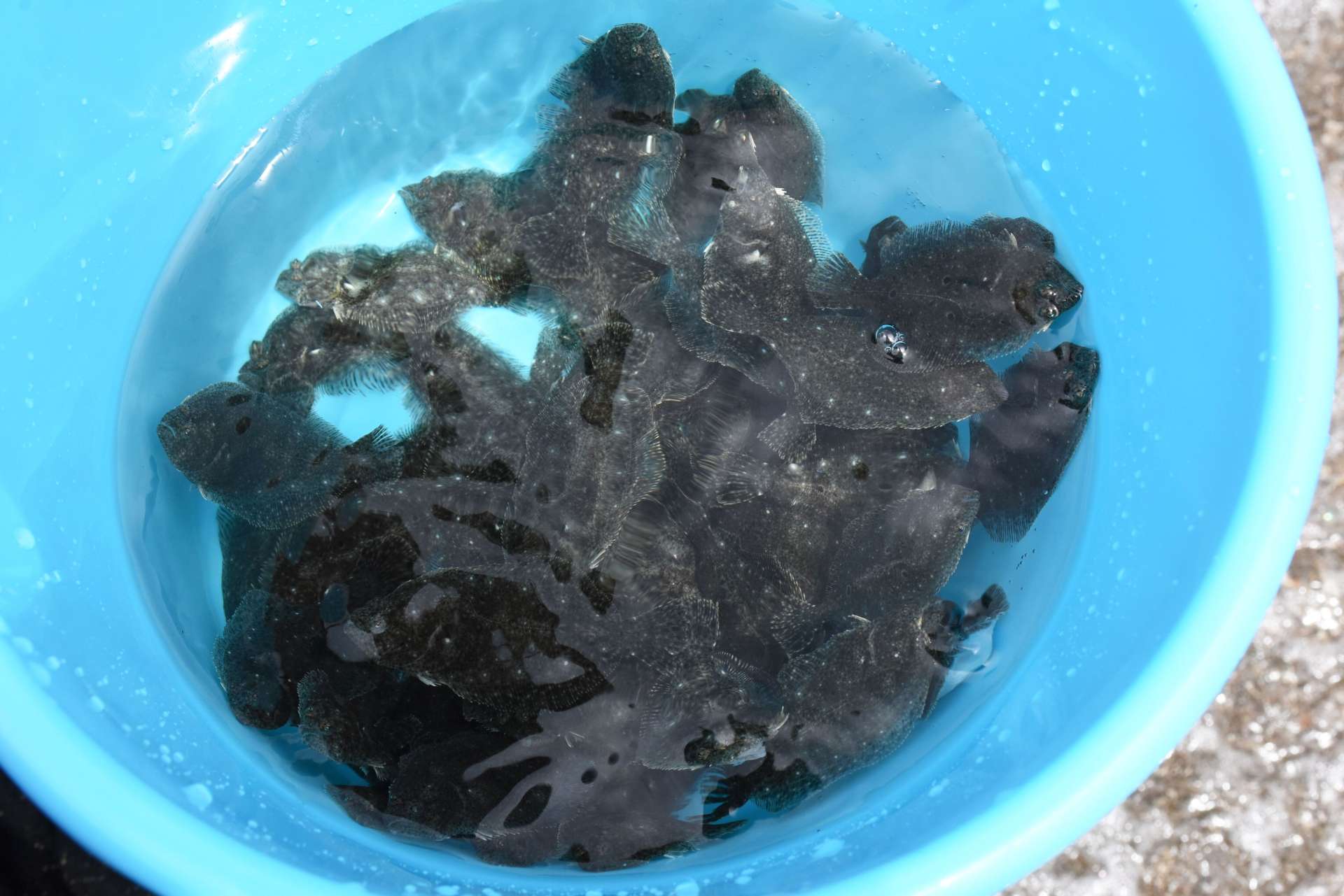 ヒラメの稚魚