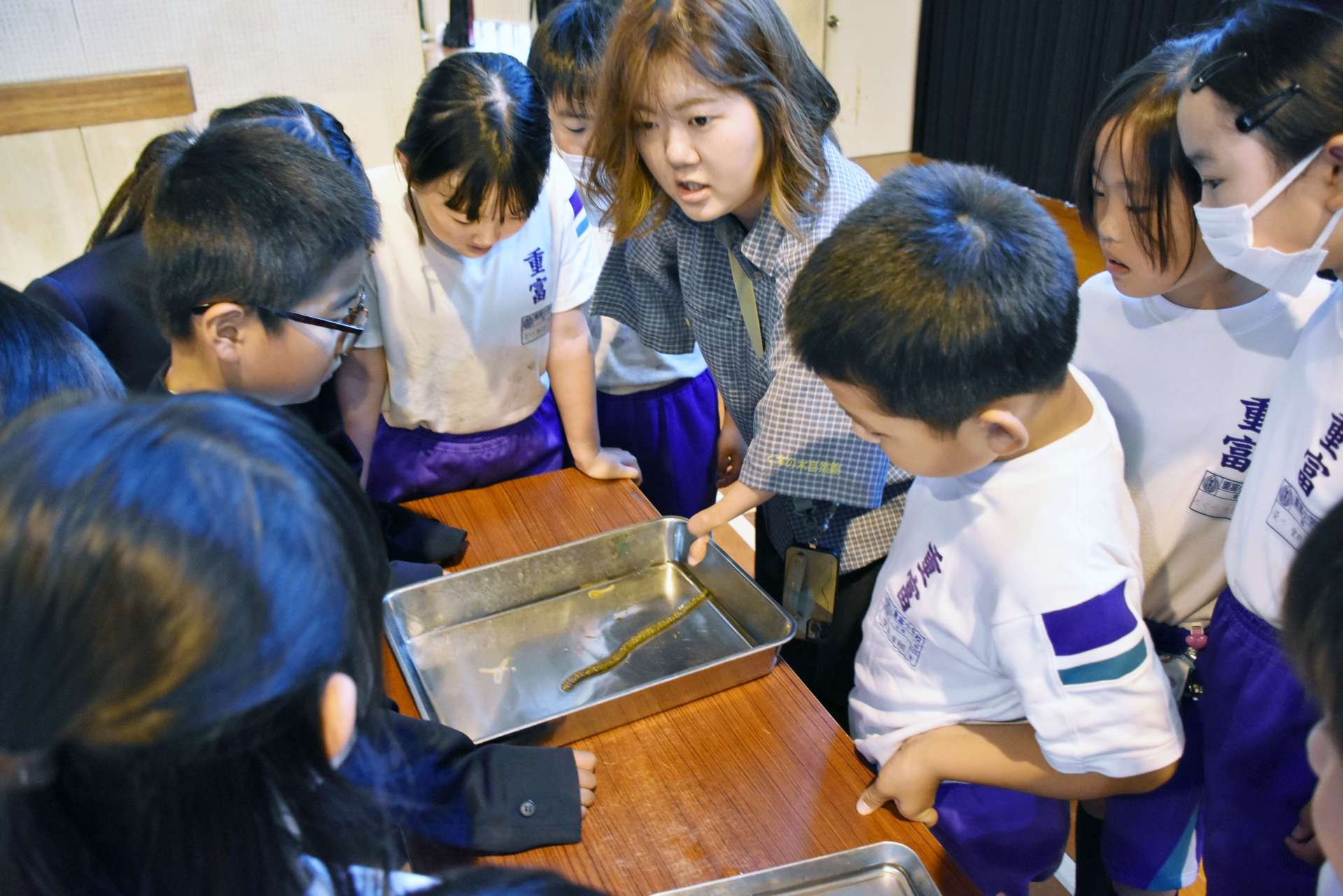 干潟の生き物を紹介する「くすの木自然館」の石神愛梨さん＝姶良市の重富小学校