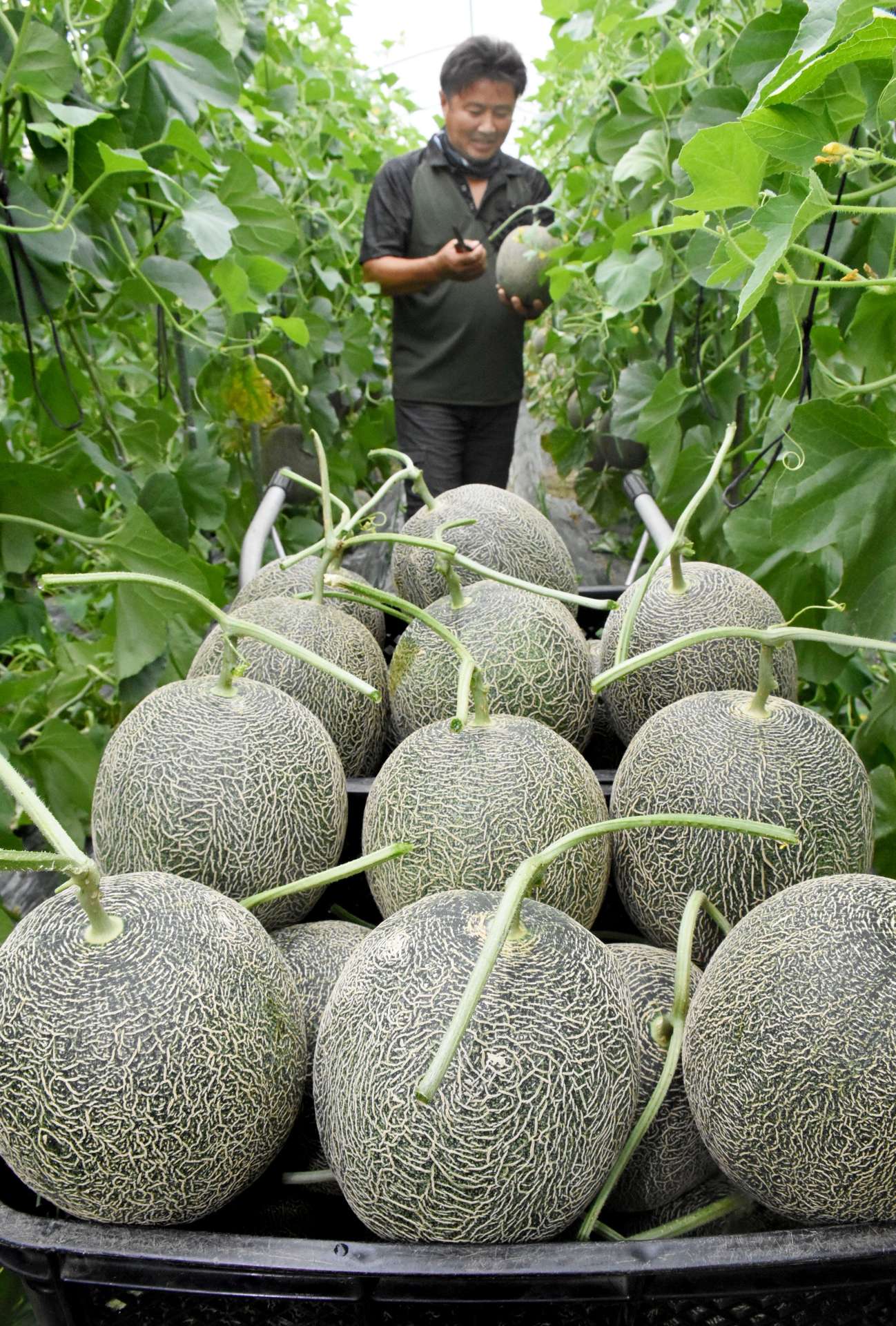 収穫期を迎えている「うちののメロン」＝１９日、出水市高尾野町下高尾野