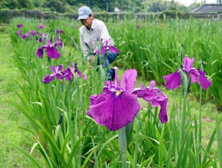 紫の大輪が開き始めたハナショウブ＝２０日、姶良市寺師