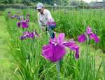 紫の大輪が開き始めたハナショウブ＝２０日、姶良市寺師
