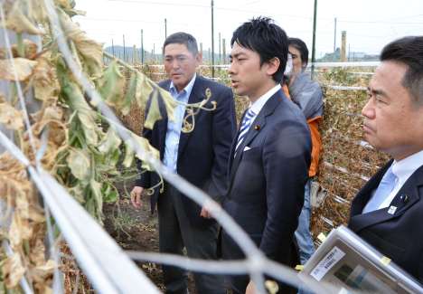 〈関連〉自民党農林部会長時代の２０１６年３月、スナップエンドウの被害を視察する小泉進次郎氏（中央）＝指宿市山川