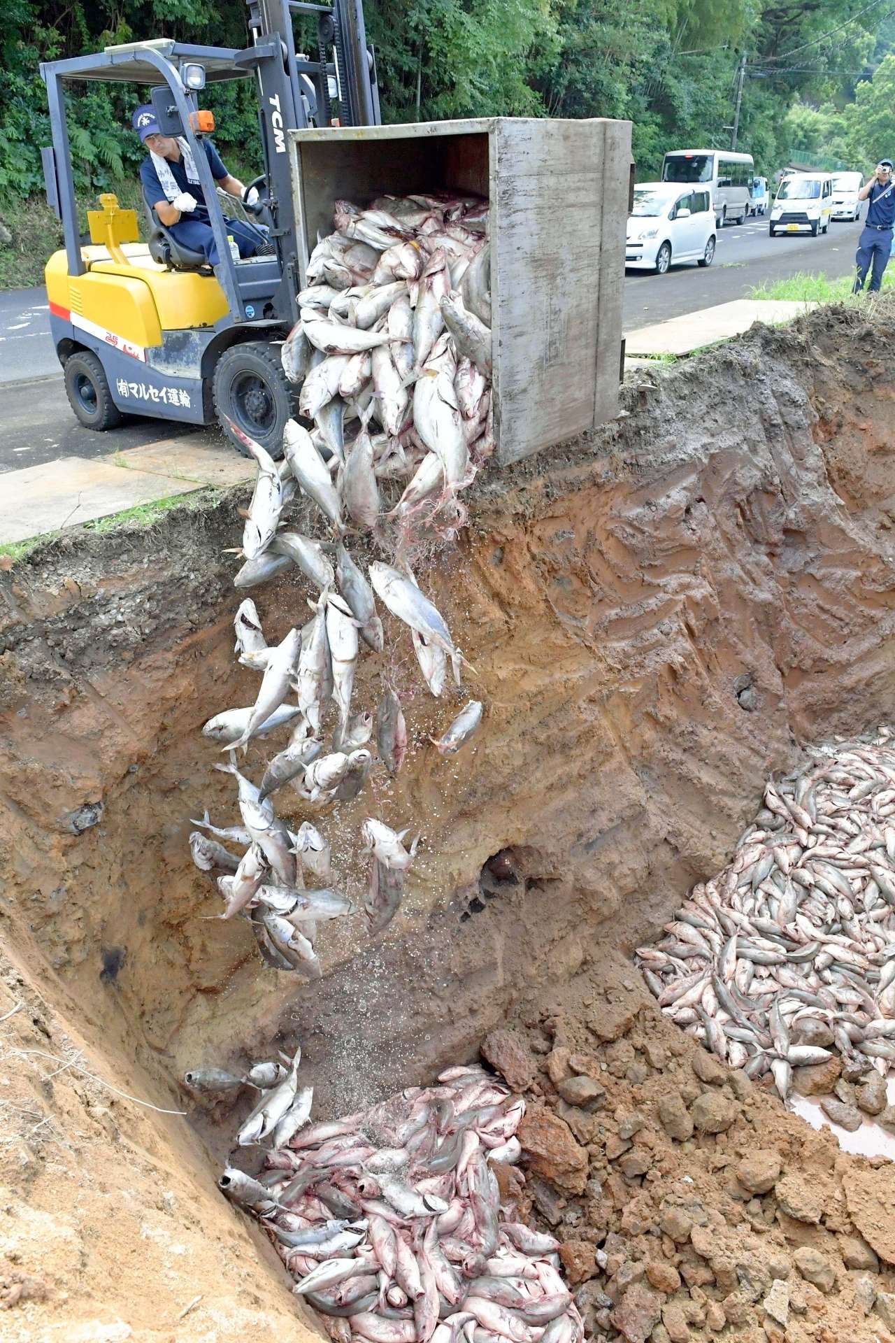 〈資料写真〉２０１９年９月に発生した赤潮で、穴に埋設される死んだ養殖ブリ＝長島町鷹巣