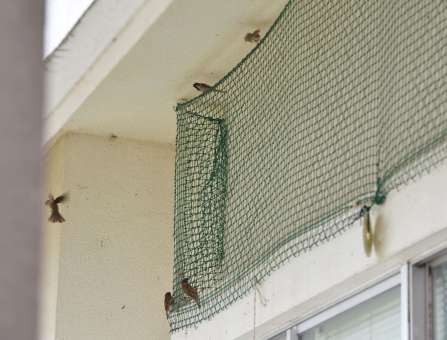 管理棟にすみ着いたスズメたち＝姶良市の蒲生高校