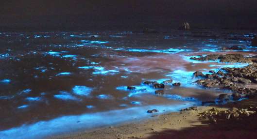 夜光虫が幻想的な青い光を放つ海＝２０日、阿久根市の牛之浜海岸