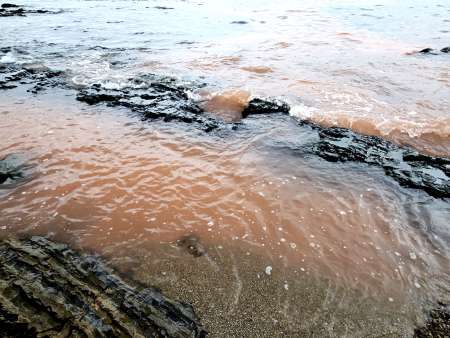 夜光虫で赤く染まった海＝２０日、阿久根市の牛之浜海岸