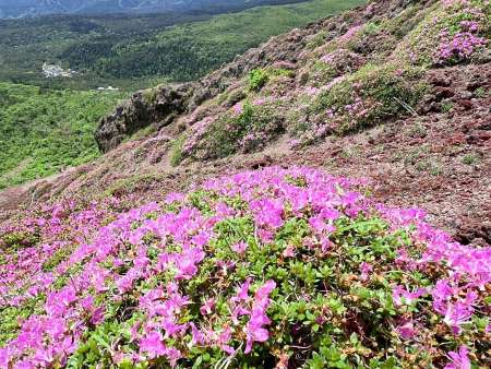 見頃を迎えたミヤマキリシマ＝２５日、霧島市の高千穂峰