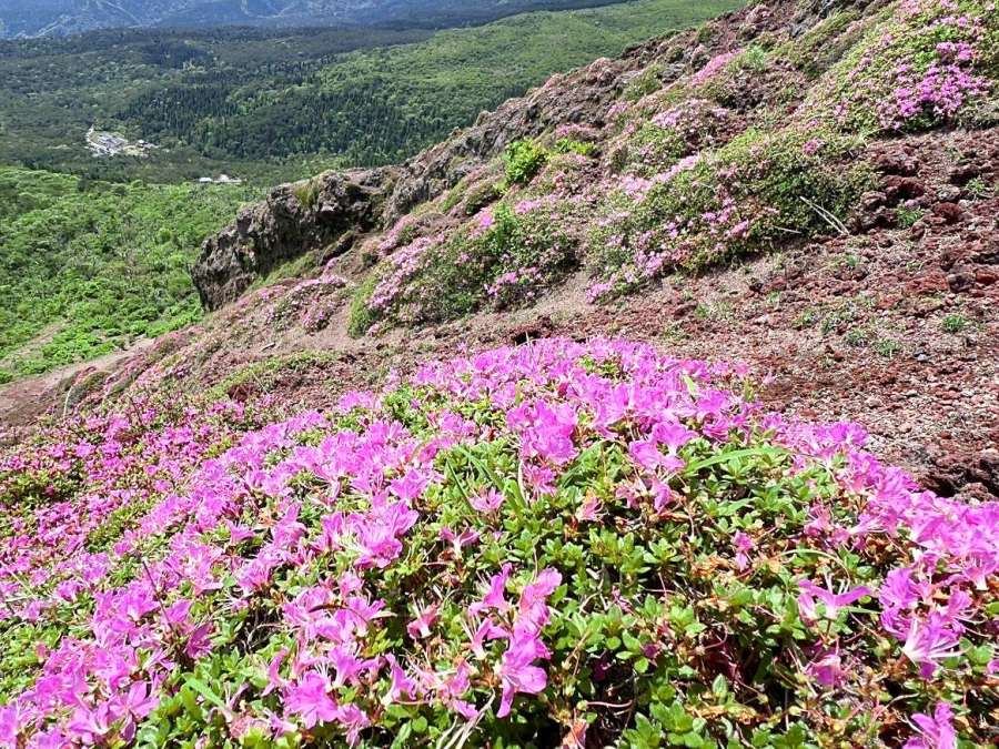 見頃を迎えたミヤマキリシマ＝２５日、霧島市の高千穂峰