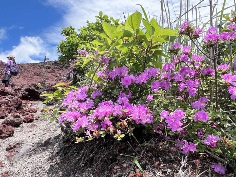 〈アップで見る〉見頃を迎えたミヤマキリシマ＝２５日、霧島市の高千穂峰