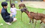 キャベツをもらうトカラヤギ＝日置市伊集院町麦生田の伊集院北郵便局