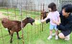 キャベツをもらうトカラヤギ＝日置市伊集院町麦生田の伊集院北郵便局
