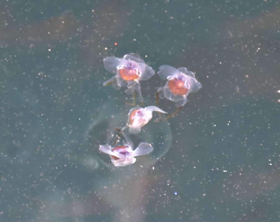 〈関連＝アップで見る〉海面を泳ぎ回るクリイロカメガイ＝２７日、長島町の蔵之元港