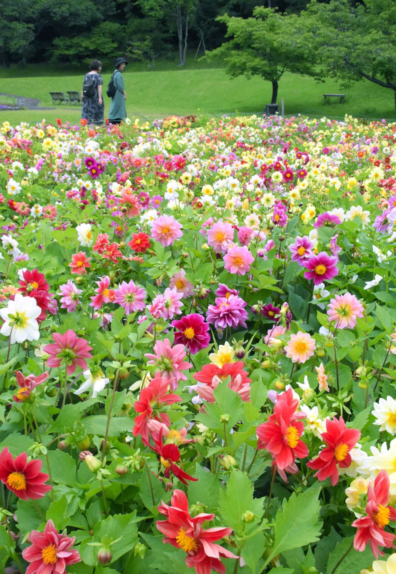 約６０００株が見頃を迎えているダリアの花＝２８日、指宿市のフラワーパークかごしま
