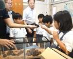 恐る恐るカブトムシを触る児童＝２８日、鹿児島市の清和小学校