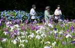 見頃を迎えているふれあいの里公園のハナショウブとアジサイ＝５月３１日、大崎町神領
