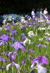 見頃を迎えているふれあいの里公園のハナショウブ＝５月３１日、大崎町神領