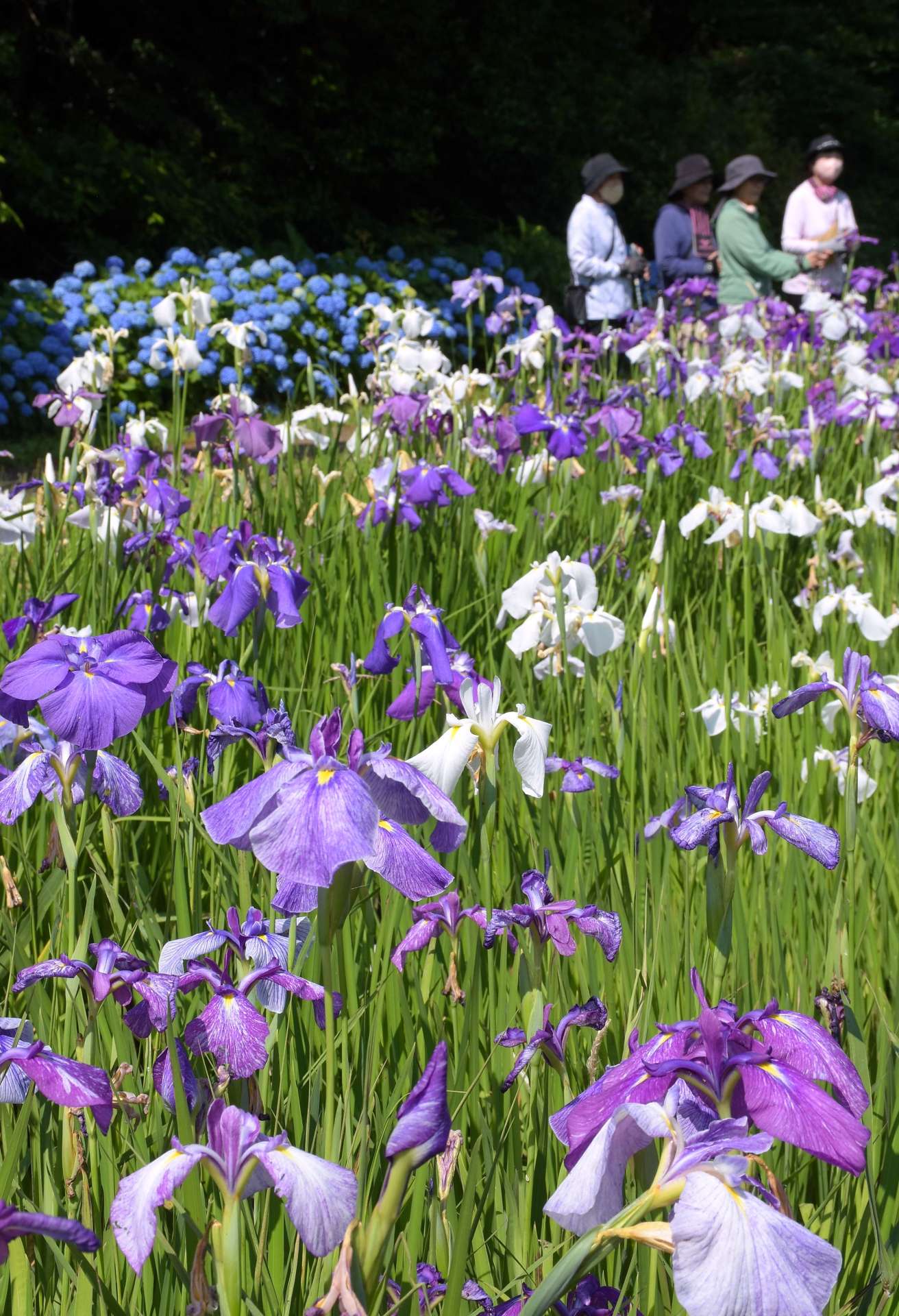 見頃を迎えているふれあいの里公園のハナショウブ＝５月３１日、大崎町神領