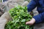 ２０２５年産一番茶の生葉＝西之表市古田