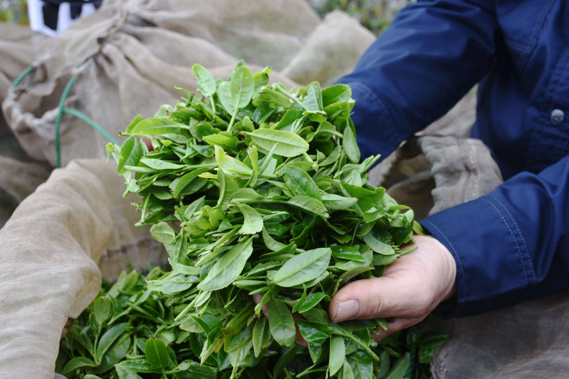 ２０２５年産一番茶の生葉＝西之表市古田