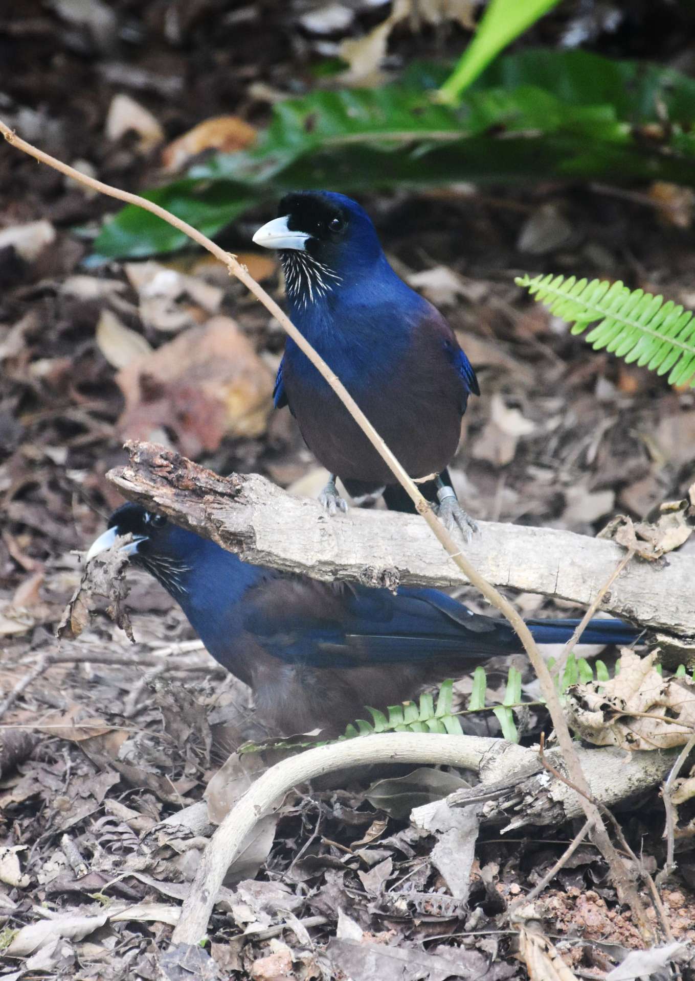 瑠璃色の羽がきれいなルリカケス＝大和村のアマミノクロウサギミュージアムＱｕｒｕＧｕｒｕ