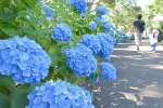 見頃を迎えている霧島ケ丘公園のアジサイ＝５日、鹿屋市横山町