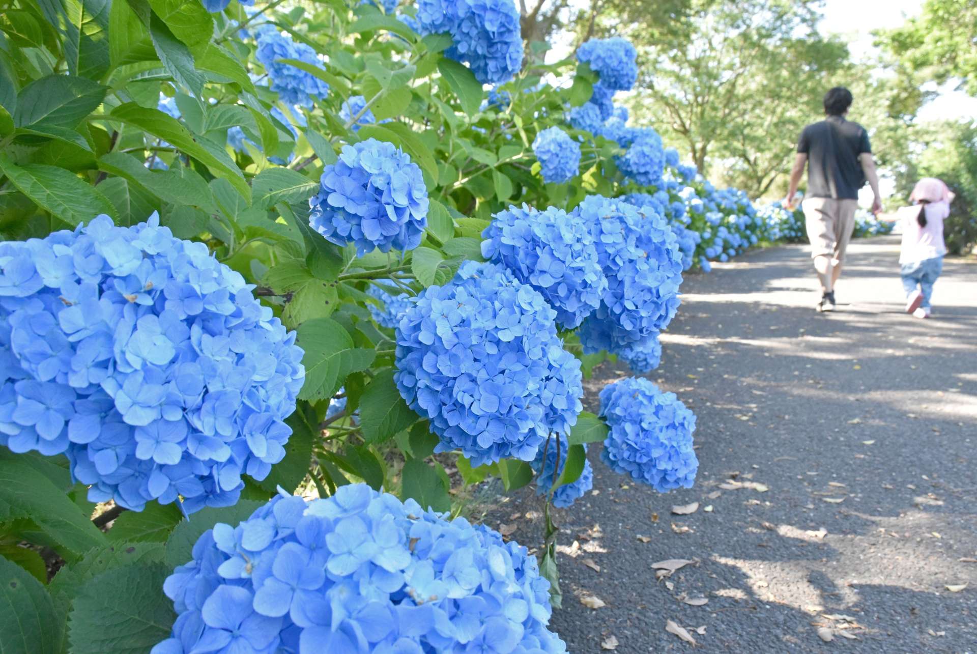 見頃を迎えている霧島ケ丘公園のアジサイ＝５日、鹿屋市横山町