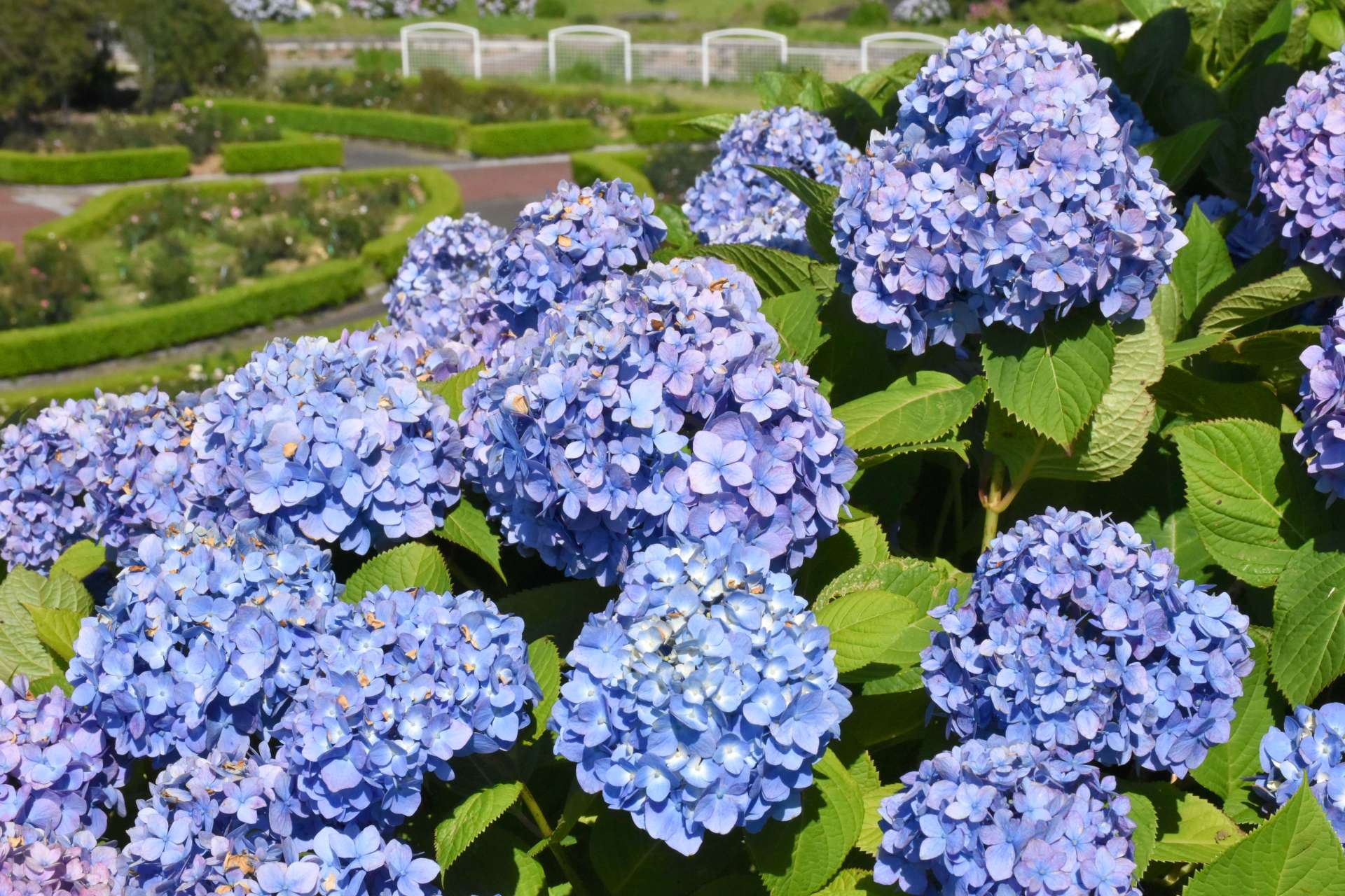 見頃を迎えているかのやばら園のアジサイ＝５日、鹿屋市横山町