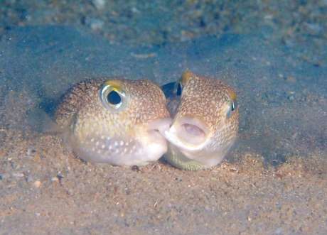 〈キス？噛みついてる？〉産卵床で寄り添うアマミホシゾラフグ＝７日、大島海峡（興克樹さん提供）