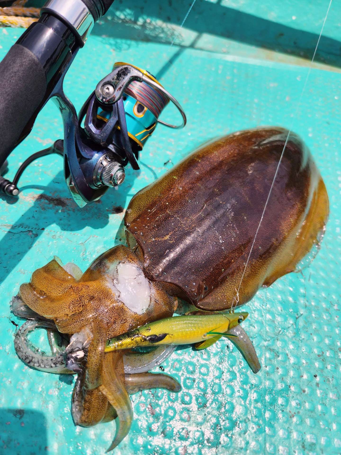 アオリイカを釣ったエギはこれ