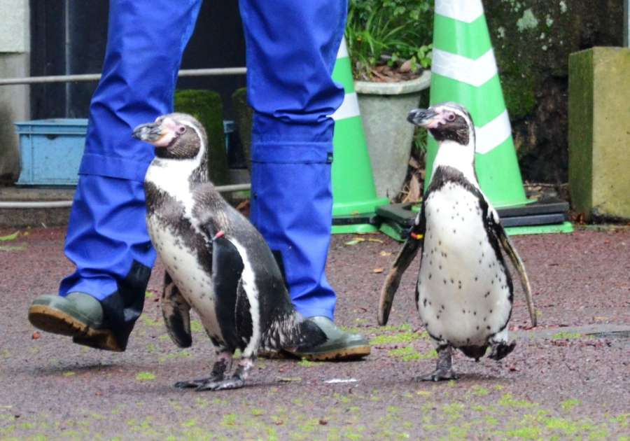 マイペースで歩くフンボルトペンギン＝鹿児島市の平川動物公園