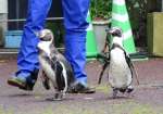 マイペースで歩くフンボルトペンギン＝鹿児島市の平川動物公園