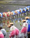 雨の中もち米の苗を植える早乙女ら＝１０日、霧島市霧島田口の霧島神宮斎田