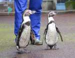 〈関連＝キョロキョロ？〉展示場の外に出て歩くフンボルトペンギン＝鹿児島市の平川動物公園
